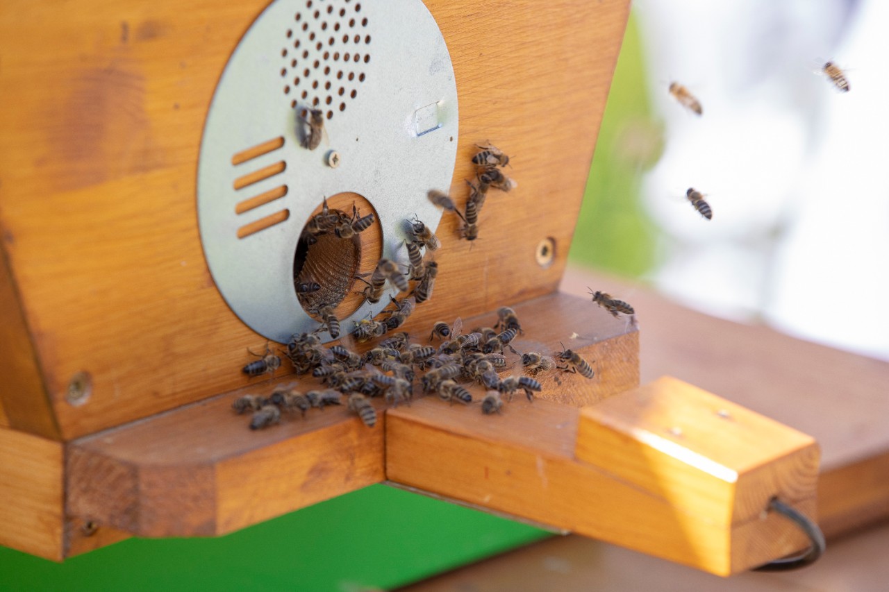 Smart hives